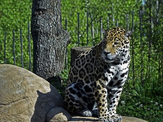 A jaguar sitting on a rock