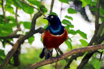Superb Starling in close up  ( Lamprotornis superbus ) with selective focus standing on tree branch.