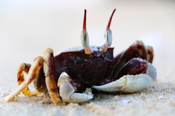 Horned ghost crab at Tok Bali Beach in Kelantan, Malaysia ; Ocypode ceratophthalma family of Ocypodinae