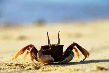 Horned ghost crab at Tok Bali Beach in Kelantan, Malaysia ; Ocypode ceratophthalma family of Ocypodinae