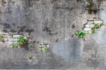 Textured, Moldy and Aged Stone and Plaster Wall with Weeds in Lafayette Cemetery #1, New Orleans,...