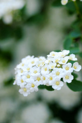 White flowers macro on natural background