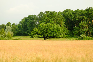 Fototapeta na wymiar View on the fields and trees