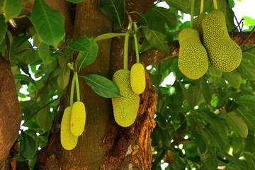 Artocarpus integer, commonly known as cempedak found in Malaysia