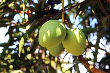 Mango fruit and leaves on mango tree in a rural area in Malaysia.