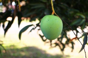 Mango fruit and leaves on mango tree in a rural area in Malaysia.