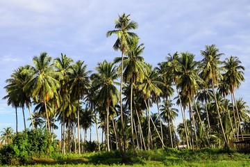 Beautiful coconut palm trees farm in Pantai Tok Bali in Bachok, Kelantan