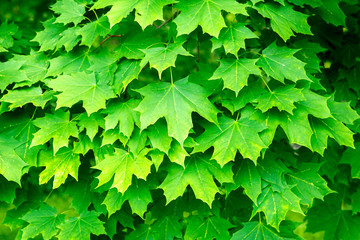 Maple leaves close-up