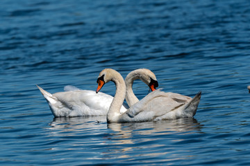 Male and female mute swans.  