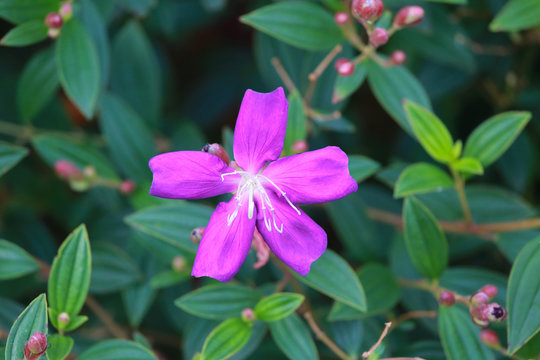 One purple flower on the back are beautiful green leaves.
