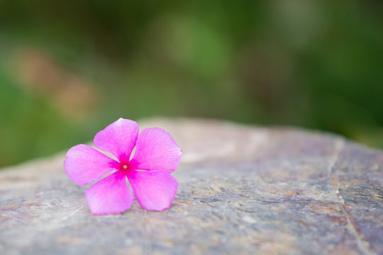 One pink flower on a rock. Background blurred beautiful