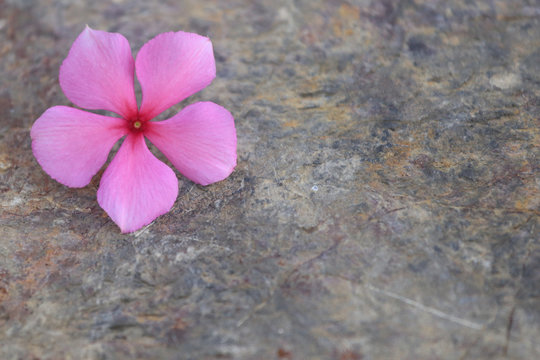One pink flower on a rock. Beautiful stone background.