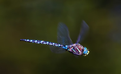 Female Blue Eyed Darner.