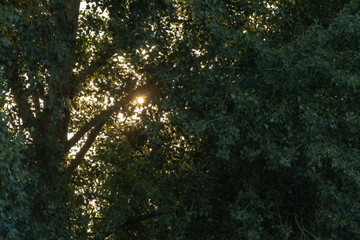 background. defocus. trees and green shrubs
