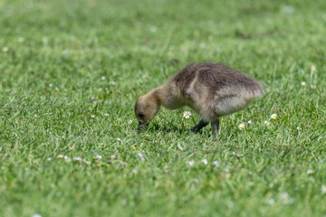 Fototapeta premium Gosling Greylag goose (Anser anser)