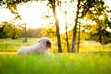 Dog in Field Looking at Sunset