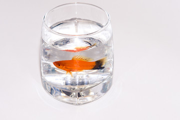 fish in the water in a glass