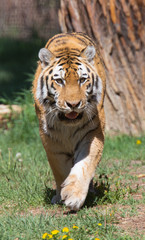 Tiger Walking