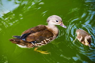 Mandarin duck in lake water.