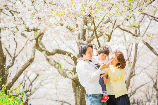 桜