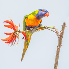 Rainbow Lorikeet on a Coral Tree