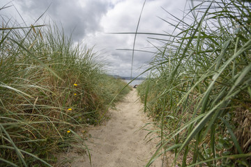 Path to the beach with grass on side. Blur background, focus on front grass.