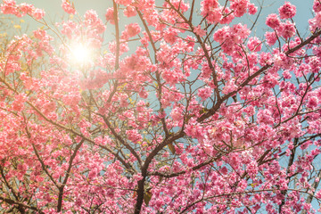 Obrazy na Szkle  Piękny kwiat wiśni Sakura kwitnie wiosną nad błękitne niebo.