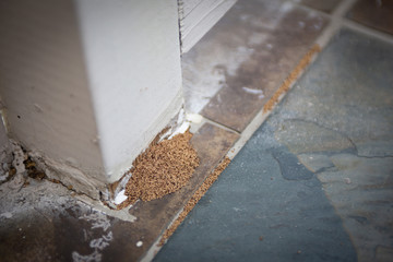 Proof of Termite Infestation