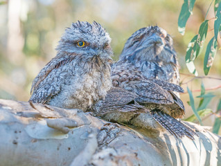 Young Tawny Frogmouths