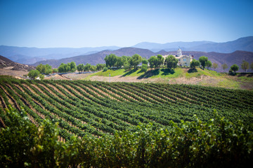 Fototapeta na wymiar Wine Yard view in Temecula, California