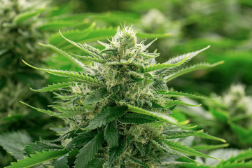 Marijuana Flower Cannabis Macro Cultivation