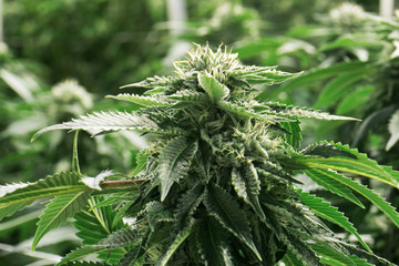 Marijuana Flower Cannabis Macro Cultivation