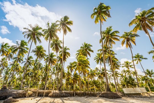 Beautiful coconut palm trees in a paradise tropical beach in Brazil, Carneiros Beach, Pernambuco