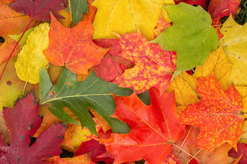 Naklejka na ściany i meble Brightly colored fall leaves 