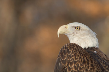 The profile of a bald eagle 