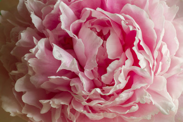 A lucious soft pink peony blossom
