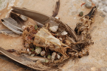 Dead Bird