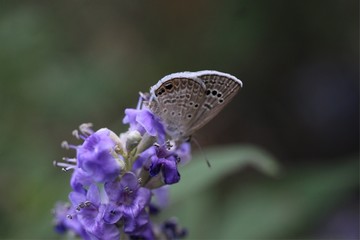 Small butterfly on flowers