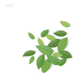 Green leaves isolated on white background. Vector.