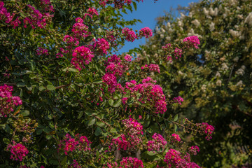 Pink Flower Tree / Bush