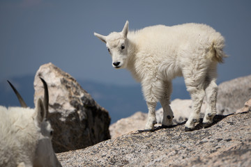 Obraz na płótnie Canvas Young Mountain Goat