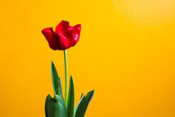 Obraz premium Red tulip and green leave on a yellow background closeup with space for your text