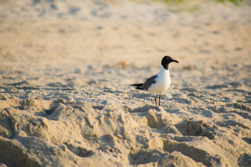 Perked up seagull 