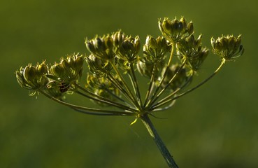 Berce commune à Corveissiat, Ain, France