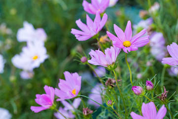 Cosmos flowers background close up photo