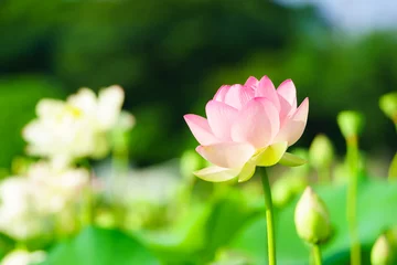 Crédence en verre imprimé fleur de lotus 蓮の花