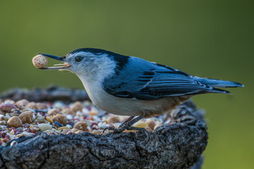 Greedy Nuthatch