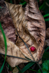 Leaf with berry