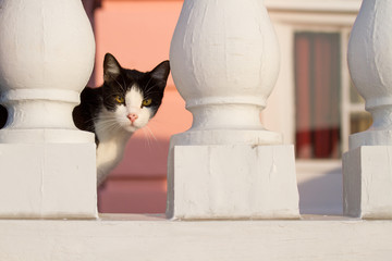 A black and white cat peeking between a decks balustrade