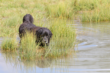 A black dog in a marshy waterway